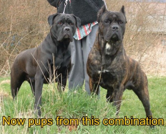 cane corso bloodline